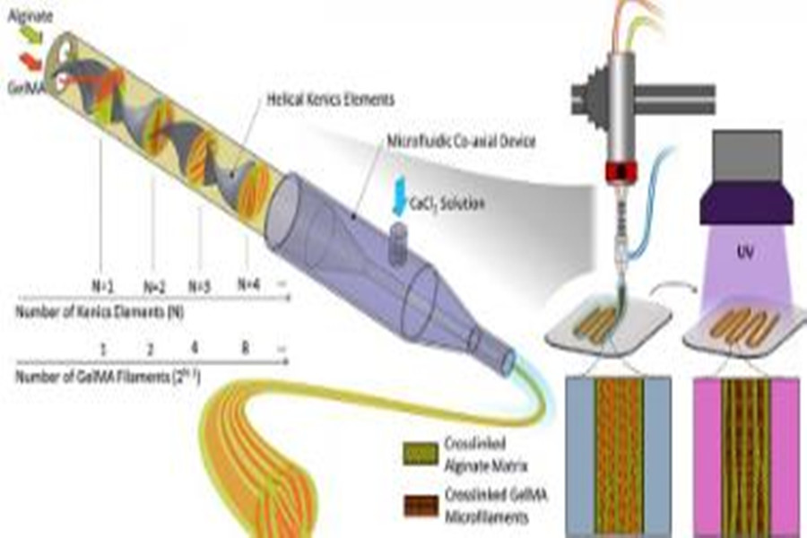 Technologia biodruku 3D może kontrolować kierunek komórek